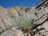 Artemisia juncea. Вегетирующее растение. Южный Казахстан, Сырдарьинский Каратау, Юго-Восточный Каратау, горы Улькен-Актау, каньон р. Шабакты, скалистый склон сев-зап. экспозиции. 22 мая 2021 г.