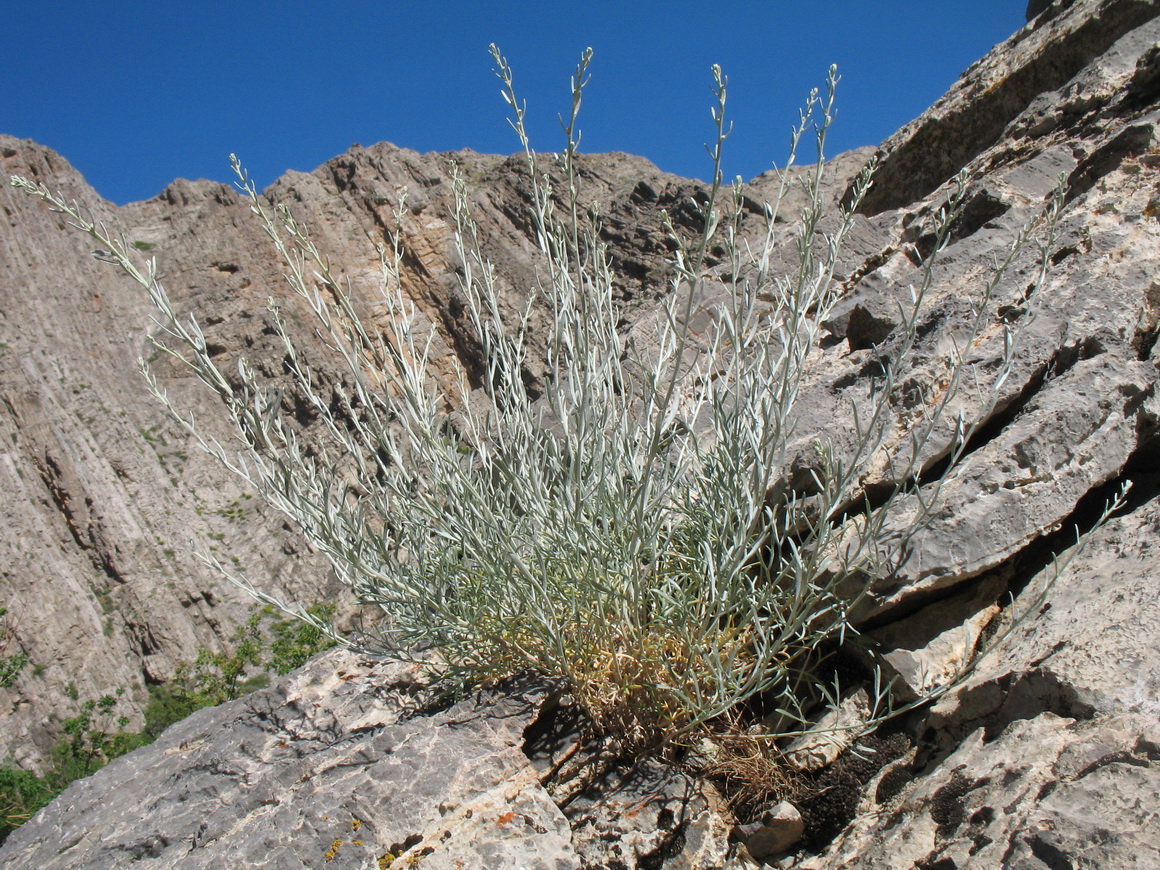 Image of Artemisia juncea specimen.