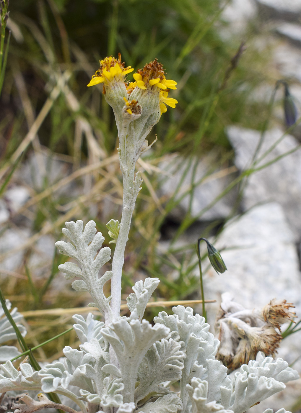 Image of Senecio leucophyllus specimen.