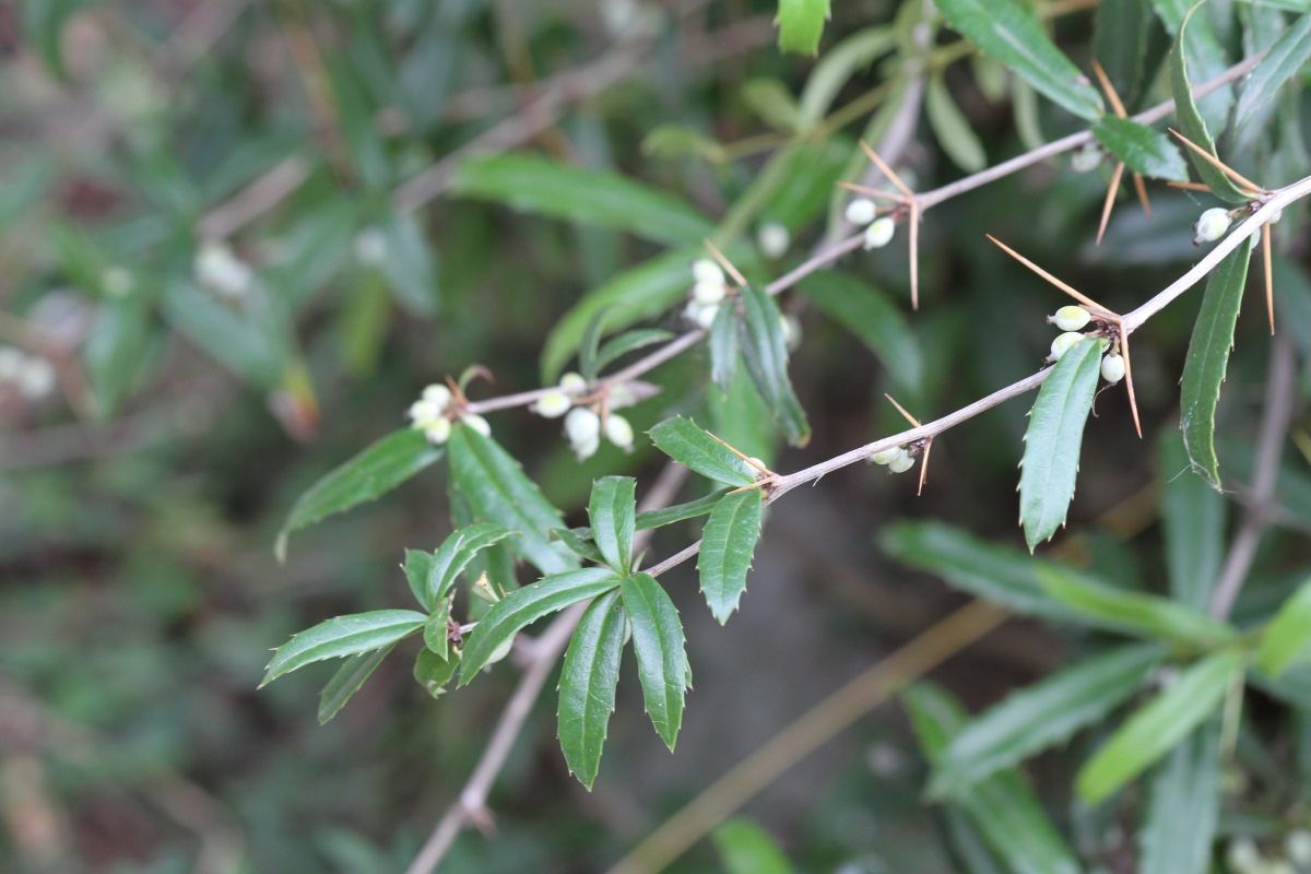 Image of Berberis julianae specimen.