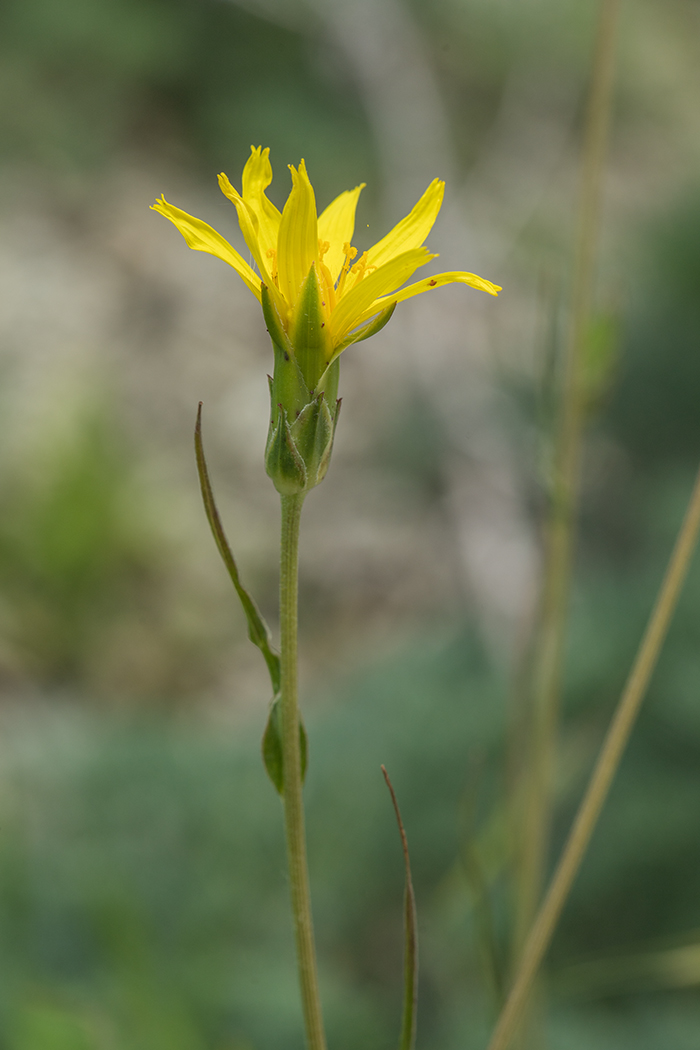 Изображение особи Scorzonera &times; glastifolia.