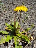 Taraxacum acricorne. Цветущее растение. Камчатский край, Елизовский район, природный парк \"Вулканы Камчатки\", кордон Авачинский перевал, 1100 м н.у.м., каменистый склон, горная тундра. 23.09.2009.