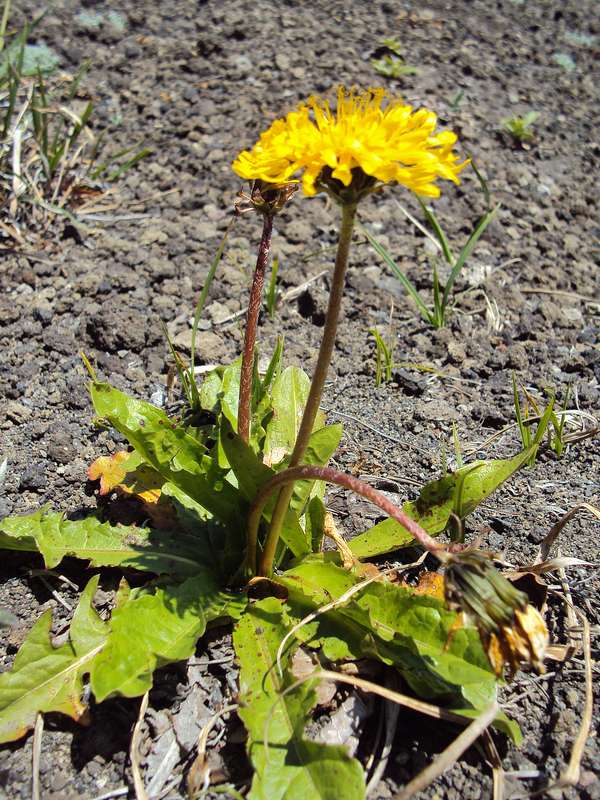 Image of Taraxacum acricorne specimen.