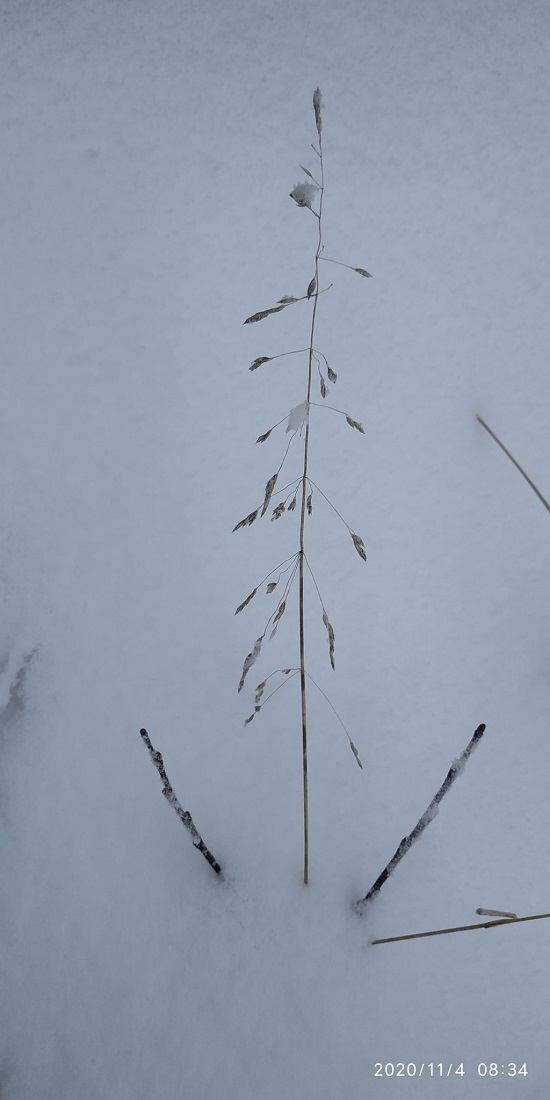 Image of Arctophila fulva specimen.