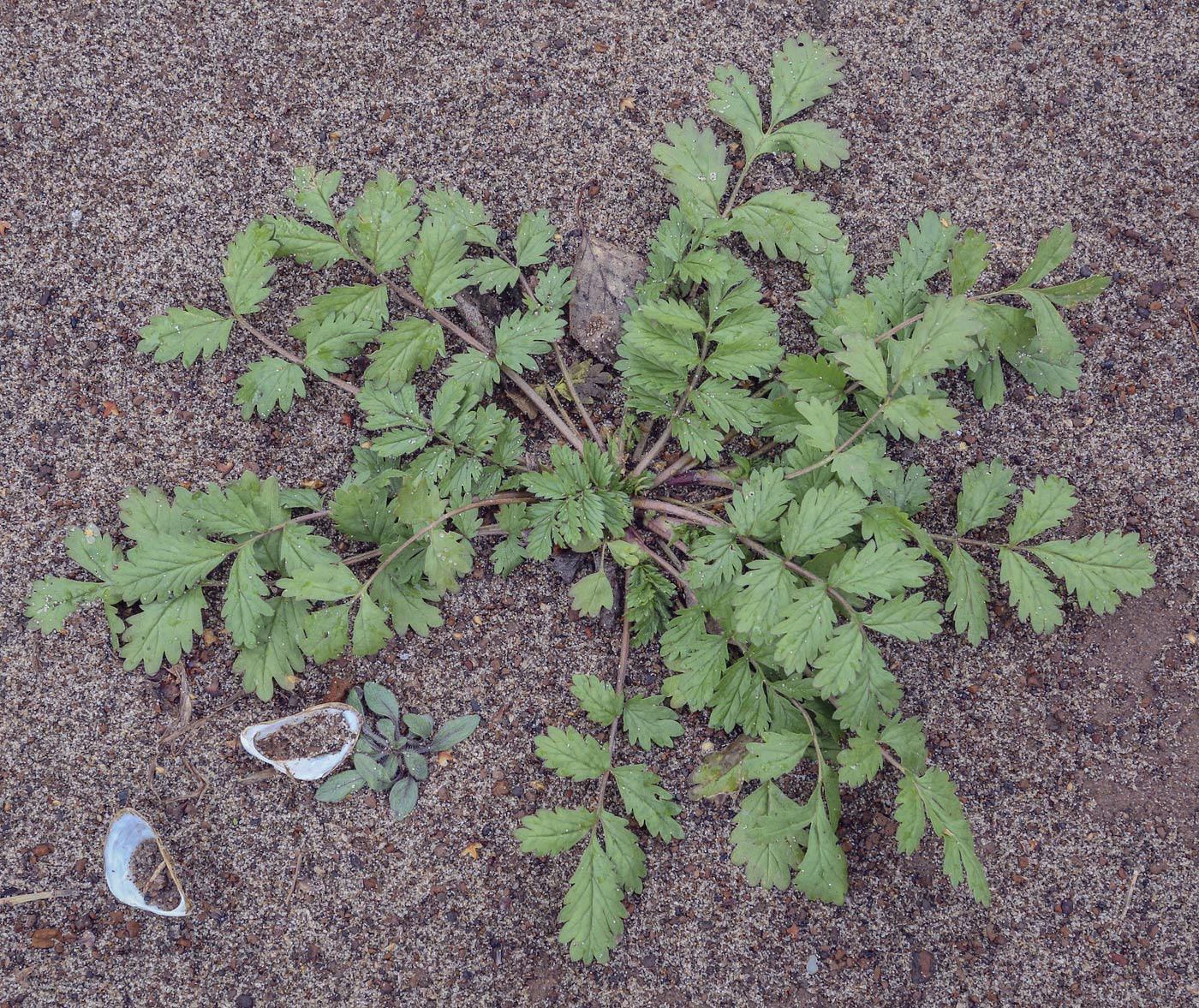 Image of Potentilla supina specimen.