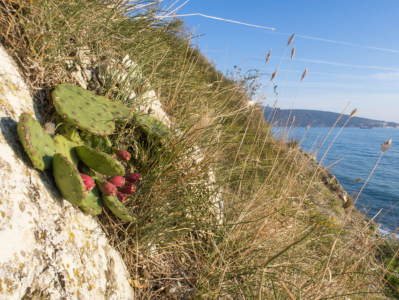 Изображение особи Opuntia humifusa.