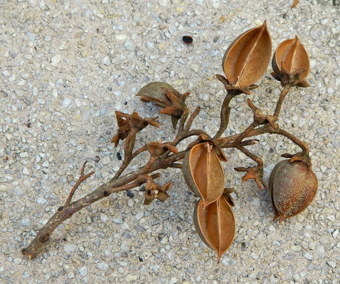 Изображение особи род Paulownia.