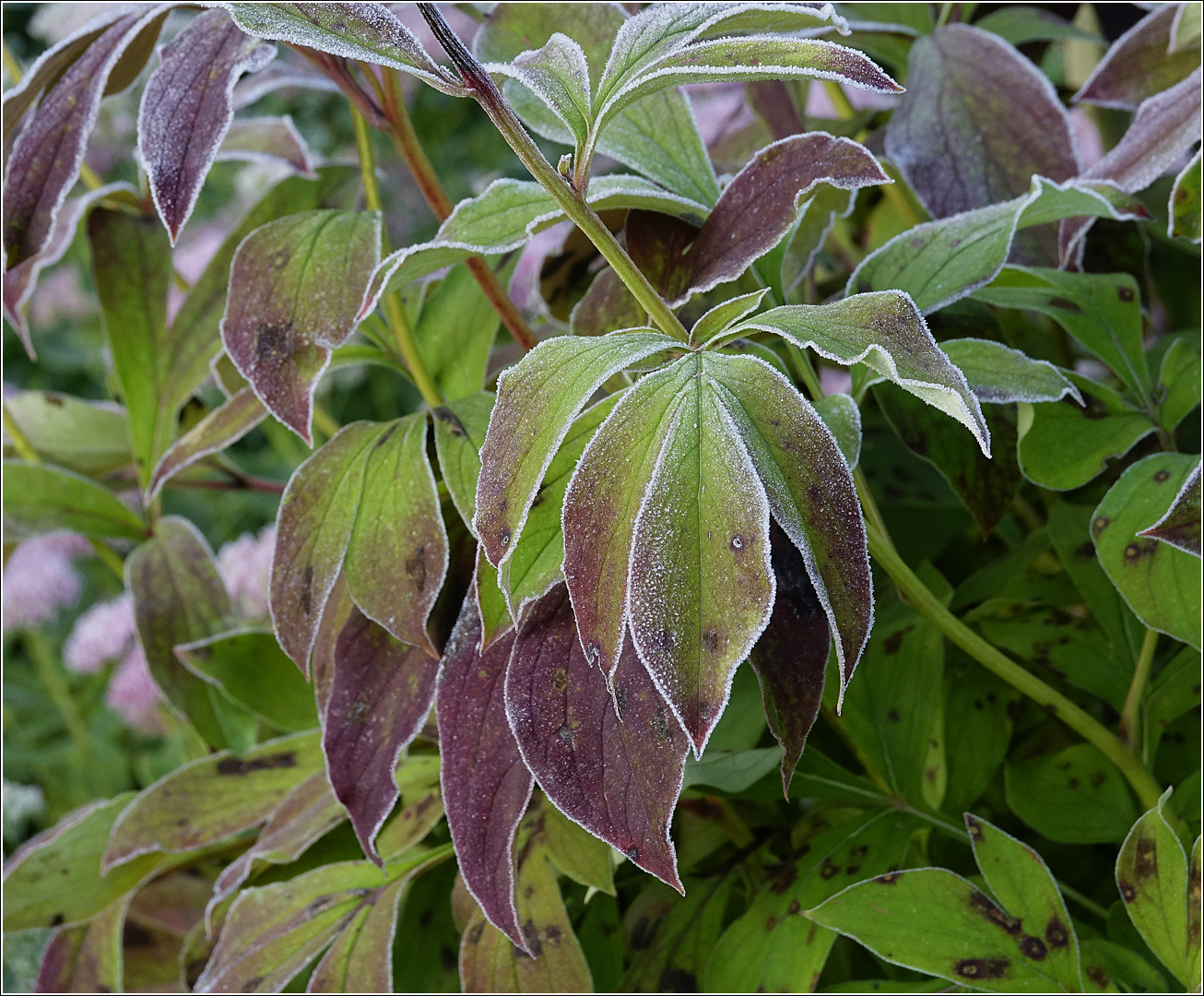 Image of Paeonia lactiflora specimen.