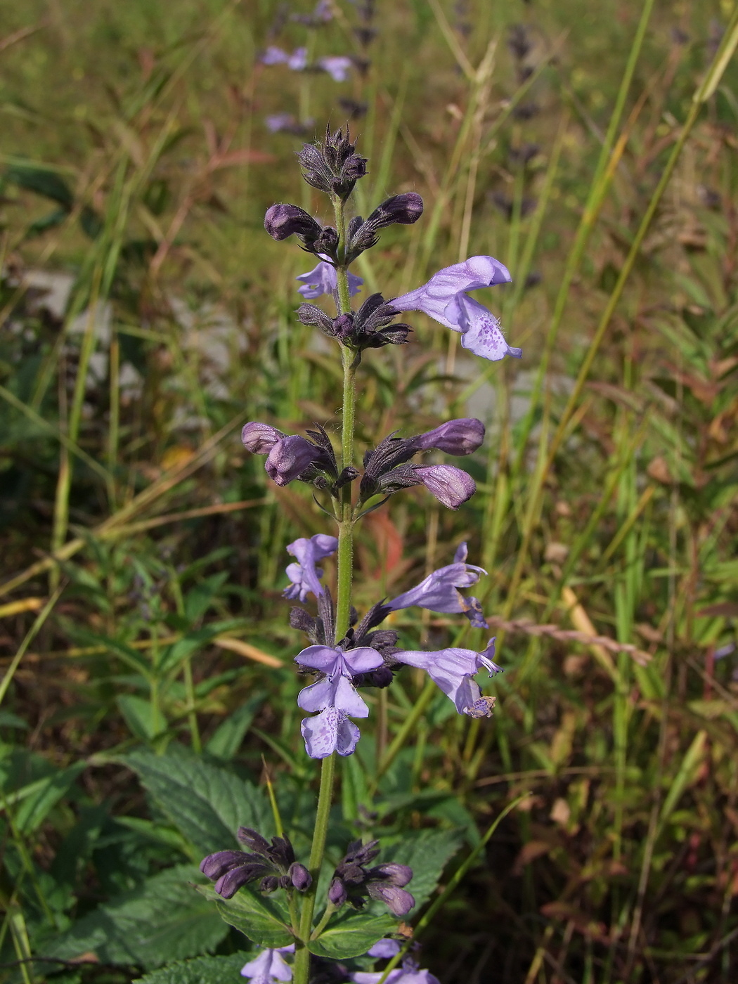 Image of Nepeta sibirica specimen.