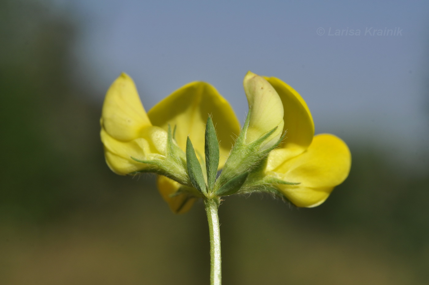 Image of genus Lotus specimen.