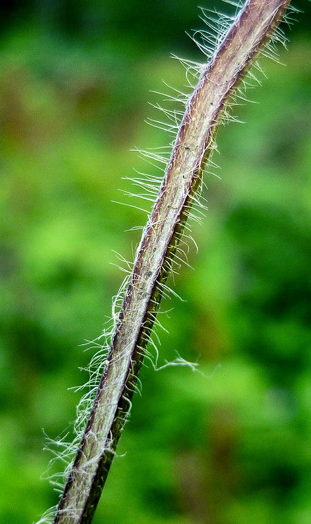 Image of Aconitum consanguineum specimen.