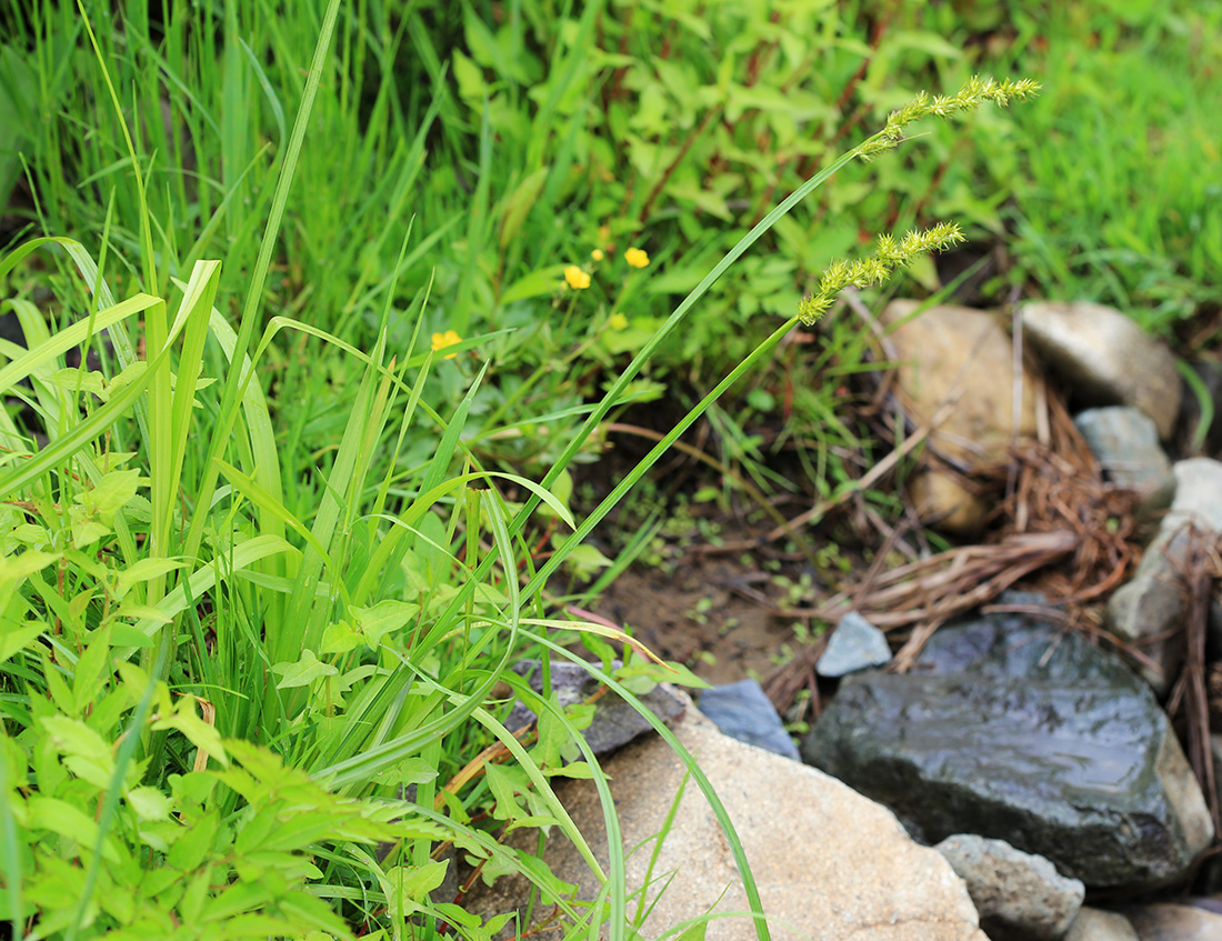 Image of Carex stipata specimen.