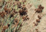 Juncus inflexus