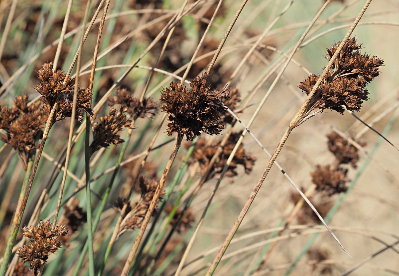 Изображение особи Juncus inflexus.