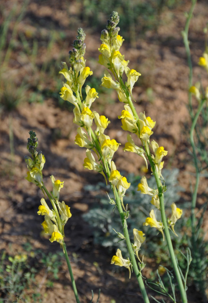 Изображение особи Linaria incompleta.