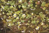 Ranunculus mongolicus. Цветущие растения. Республика Алтай, Кош-Агачский р-н, истоки р. Джазатор, окр. оз. Зерлюколь-Нур, берег р. Усай, заболоченный участок. 2 августа 2020 г.