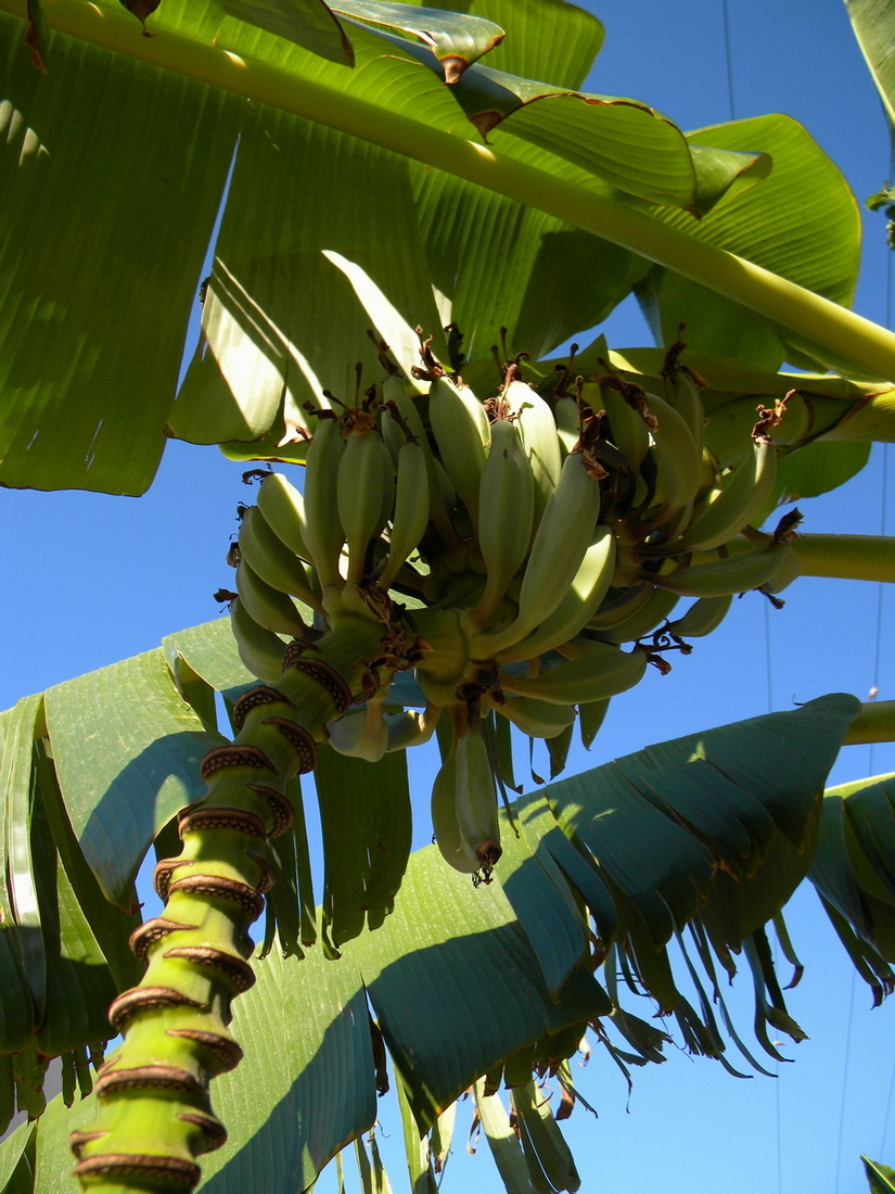 Image of Musa acuminata specimen.