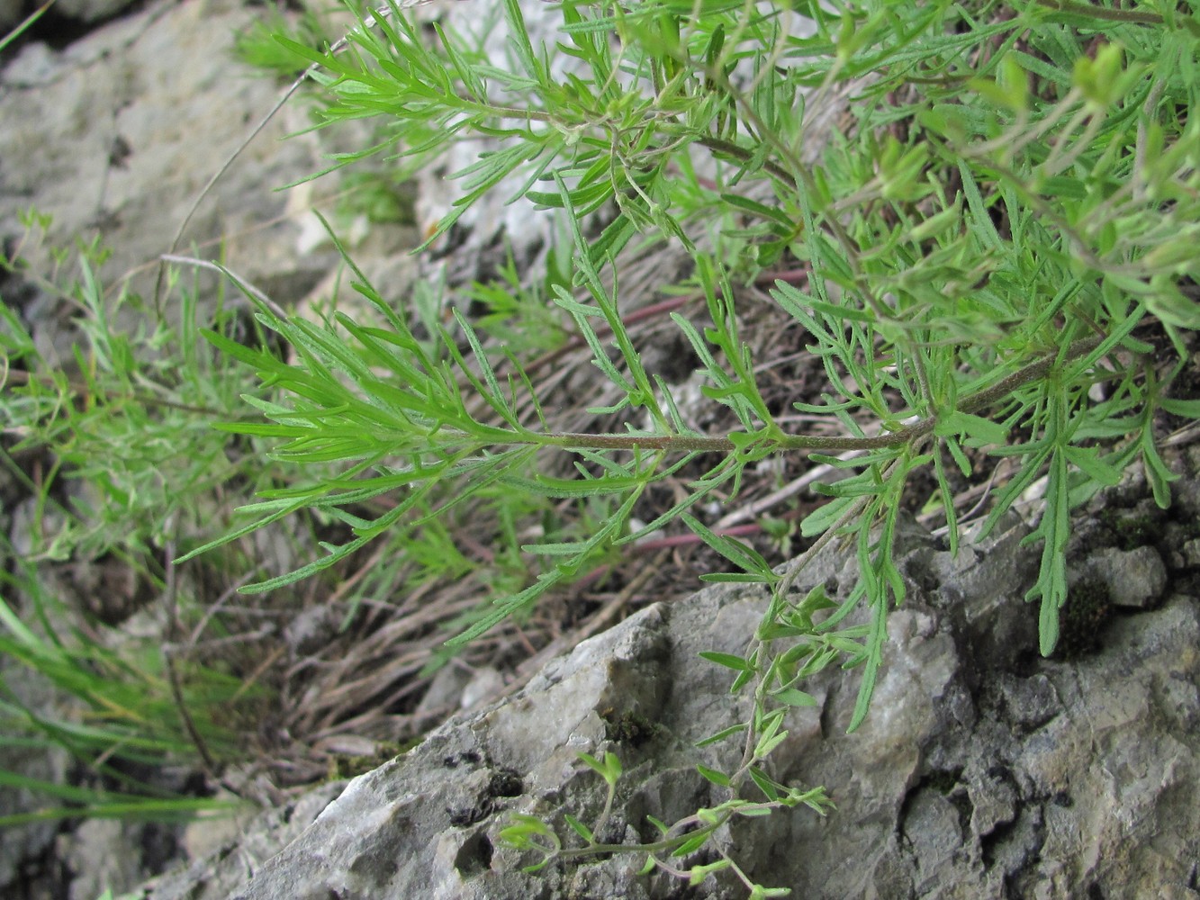 Image of Veronica caucasica specimen.