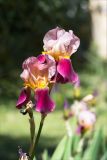 Iris × hybrida. Верхушка побега с цветками. Абхазия, г. Сухум, Сухумский ботанический сад, в культуре. 14.05.2021.