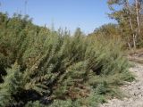 Myricaria bracteata. Растения на прирусловом галечнике. Казахстан, Алматинская область, посёлок Дзержинское (Токжайлау), река Шет-Тентек. 3 сентября 2010 г.