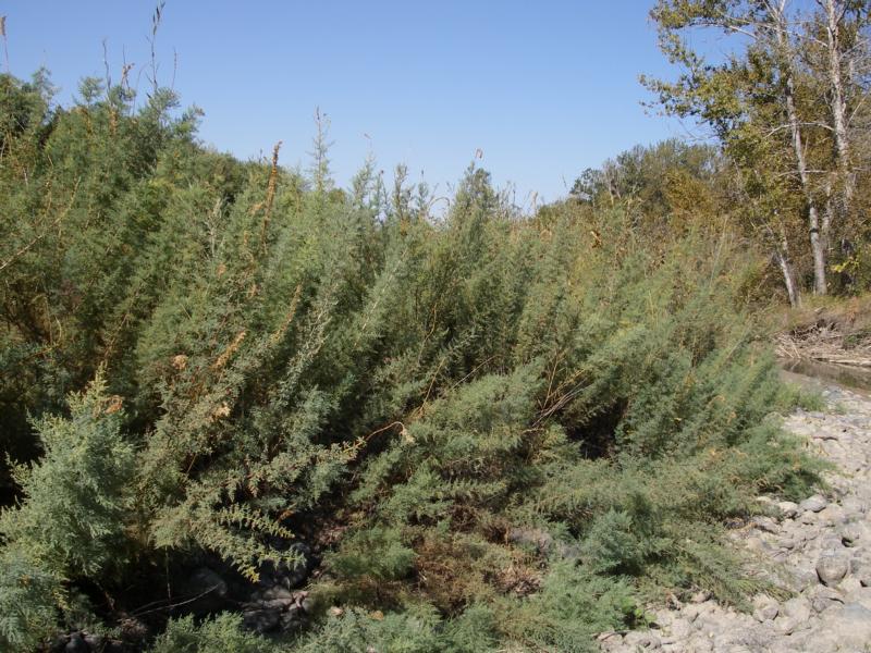 Image of Myricaria bracteata specimen.