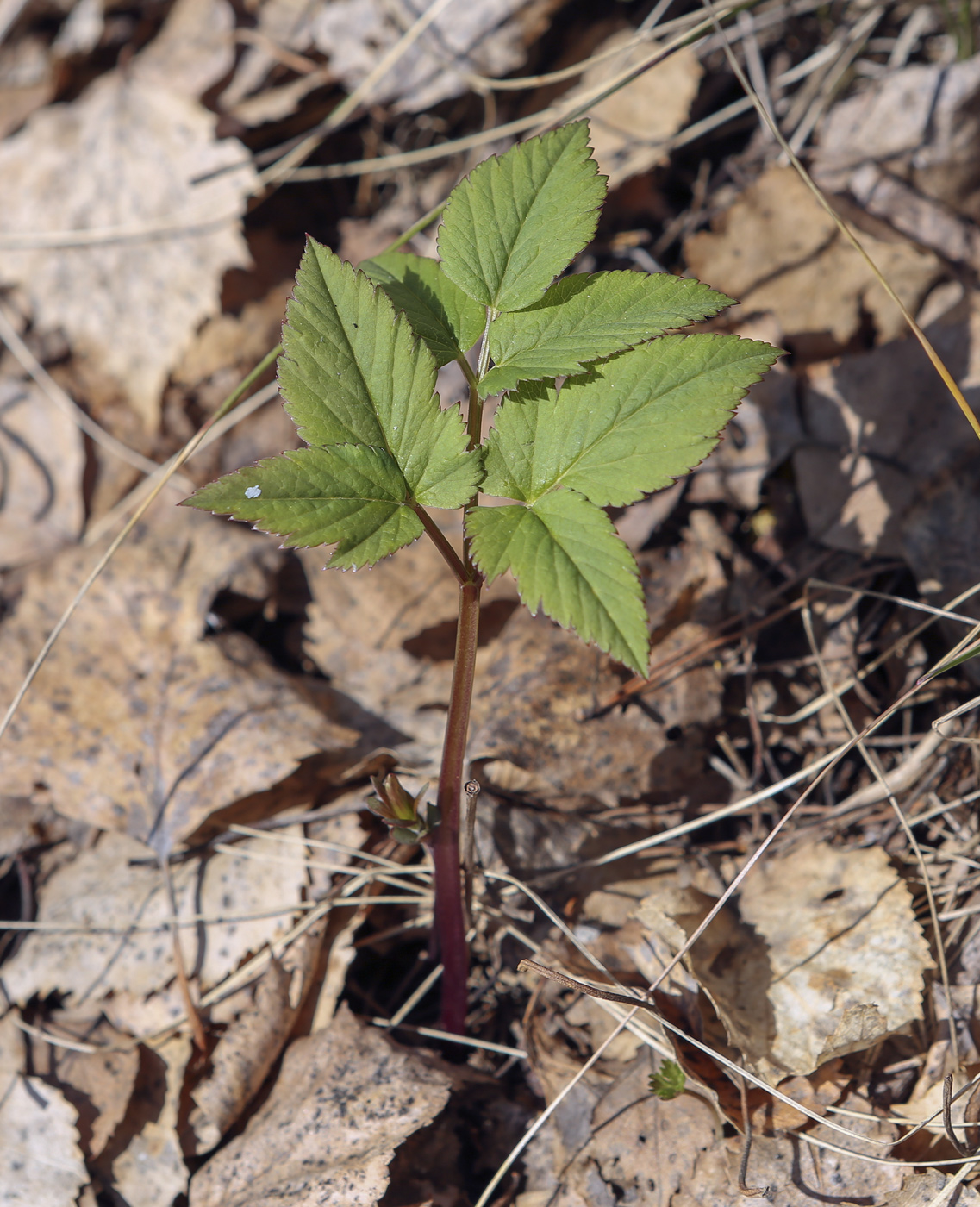 Image of Aegopodium podagraria specimen.