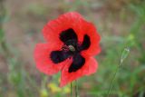 genus Papaver. Цветок. Дагестан, Кумторкалинский р-н, долина р. Шураозень, луг. 30.04.2022.