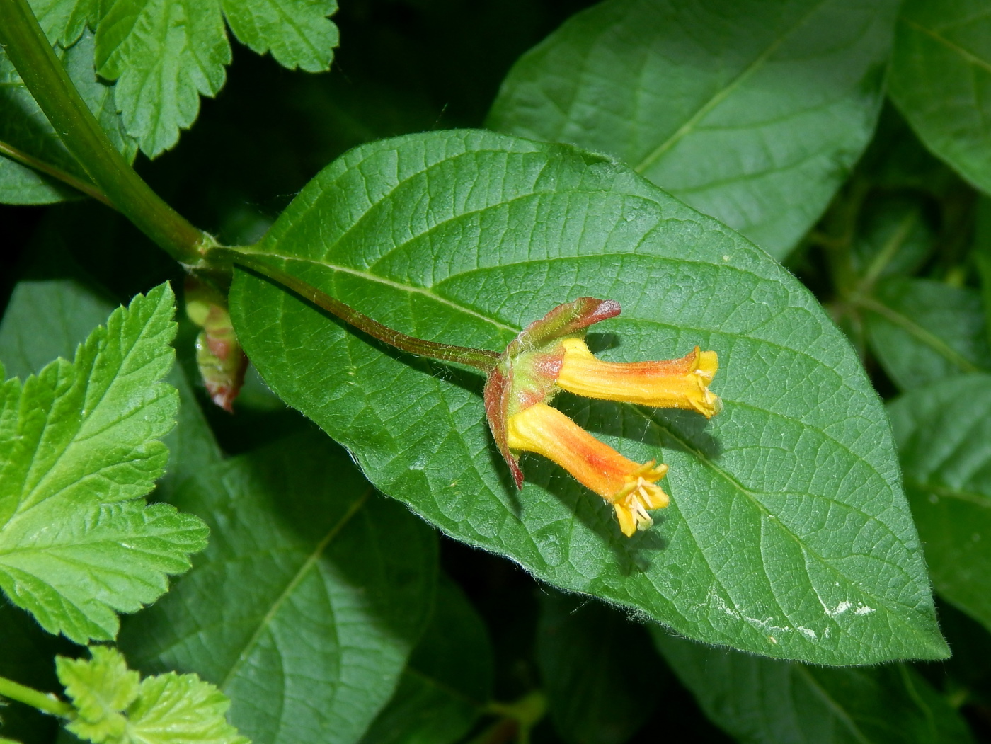 Image of Lonicera involucrata specimen.