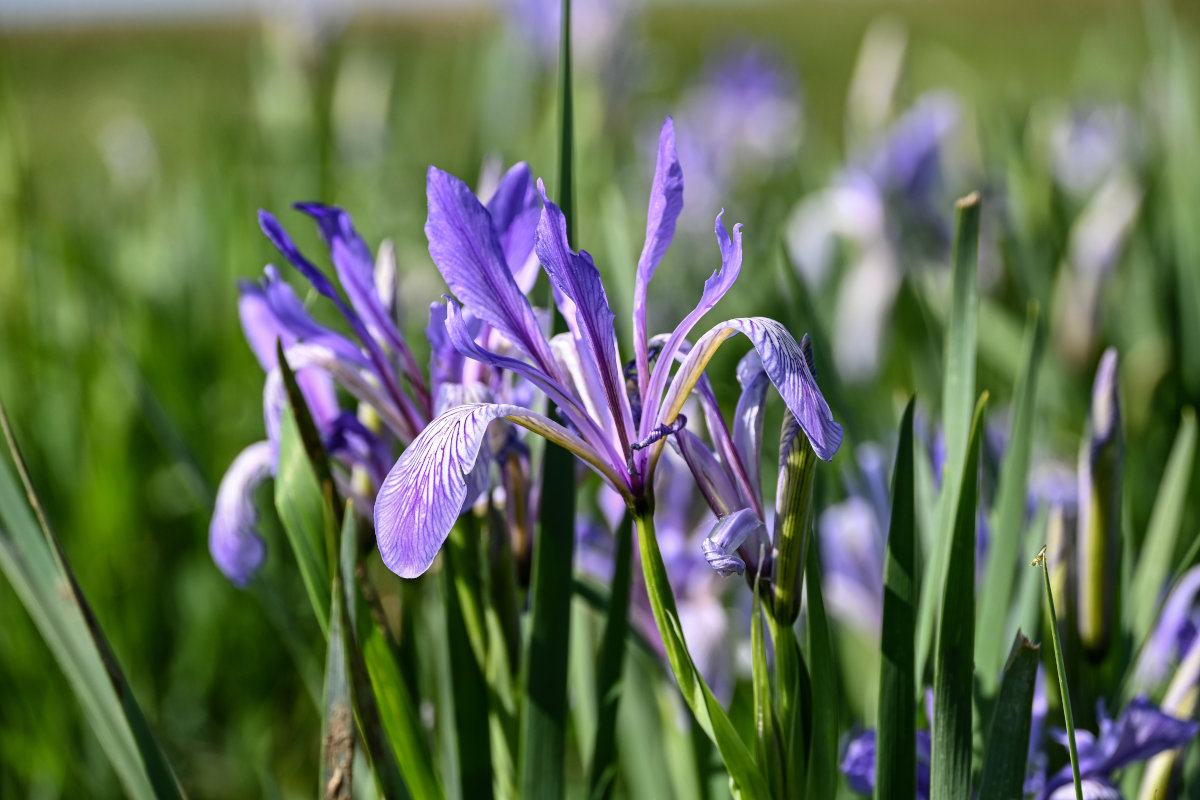 Image of Iris biglumis specimen.