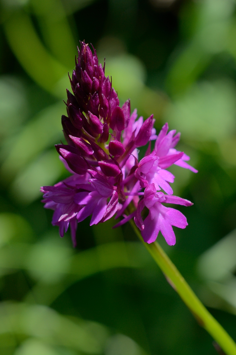 Image of Anacamptis pyramidalis specimen.