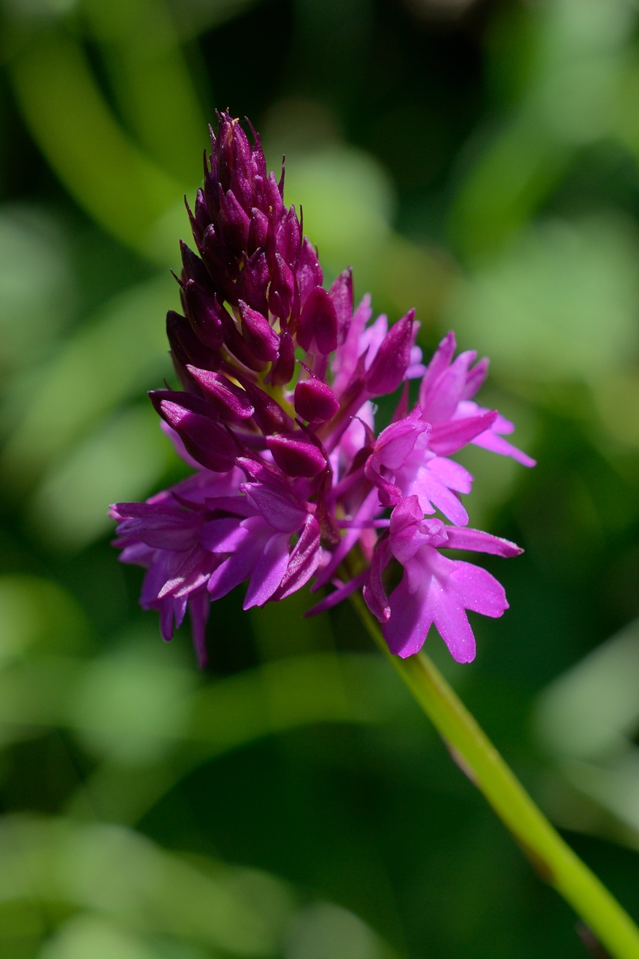 Изображение особи Anacamptis pyramidalis.