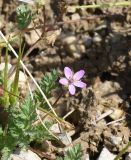 Erodium cicutarium. Цветущее растение. Республика Ингушетия, Джейрахский р-н, окр. ур. Дакхала, высота ок. 2150 м н.у.м., мелкощебнистый участок. 19.06.2022.