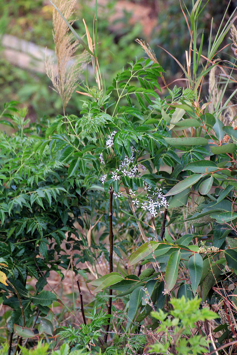 Image of genus Cymbidium specimen.