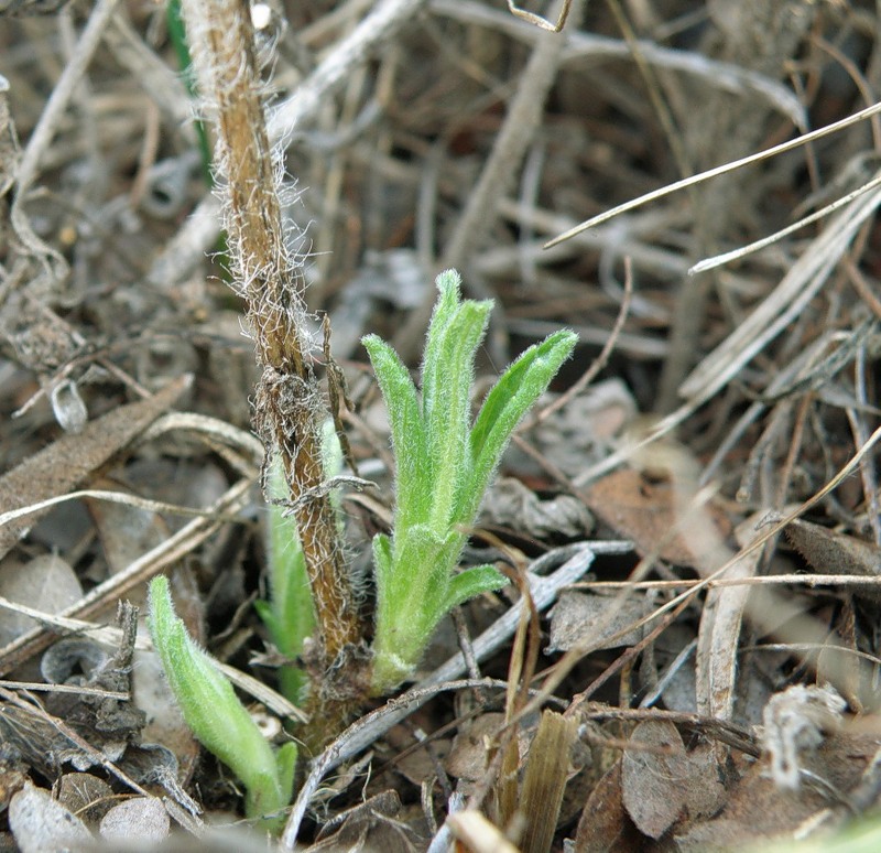 Image of Ajuga laxmannii specimen.