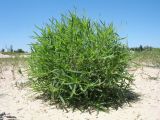 Bassia scoparia. Вегетирующее растение. Казахстан, г. Тараз, долина р. Ушбулак (Карасу), осушенное 2 года назад дно оз. Зербулак. 24 июня 2022 г.