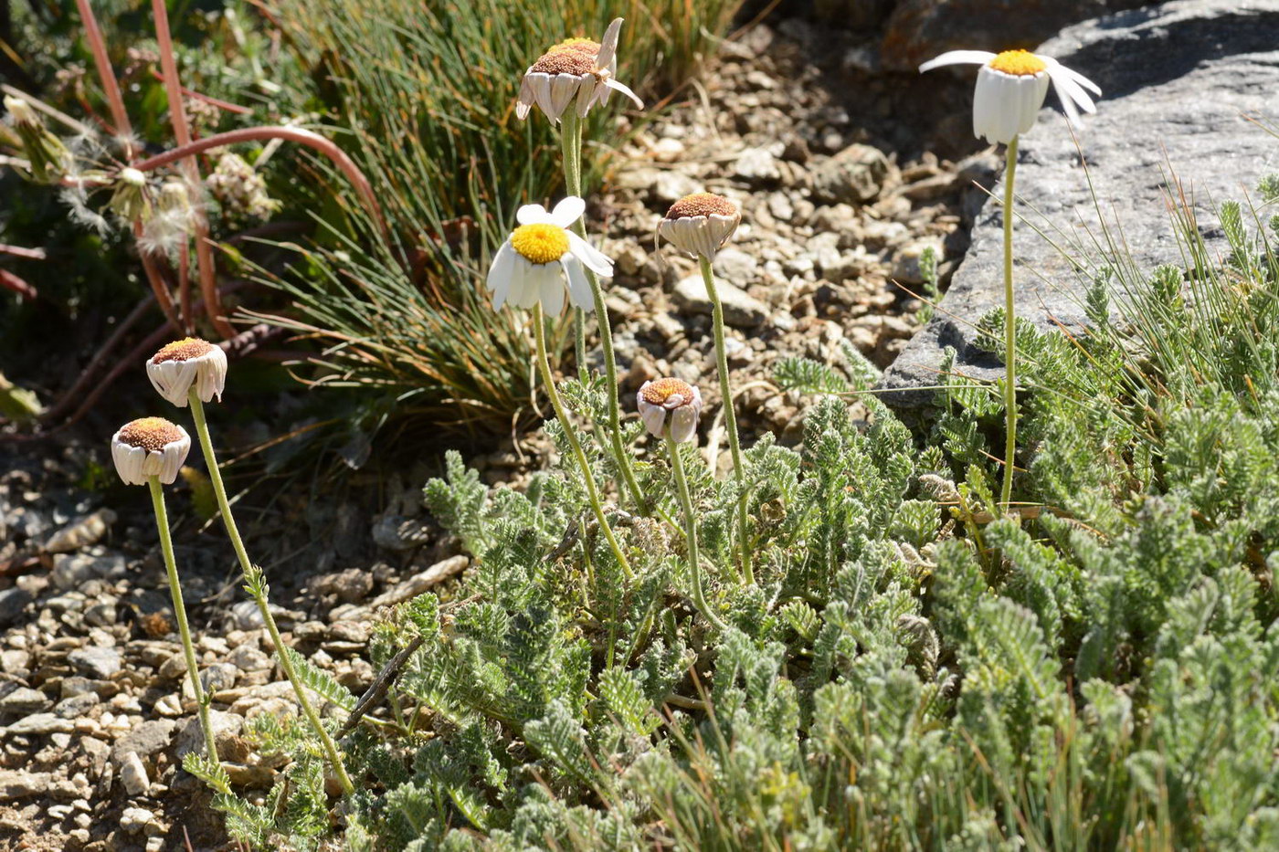 Image of Richteria pyrethroides specimen.