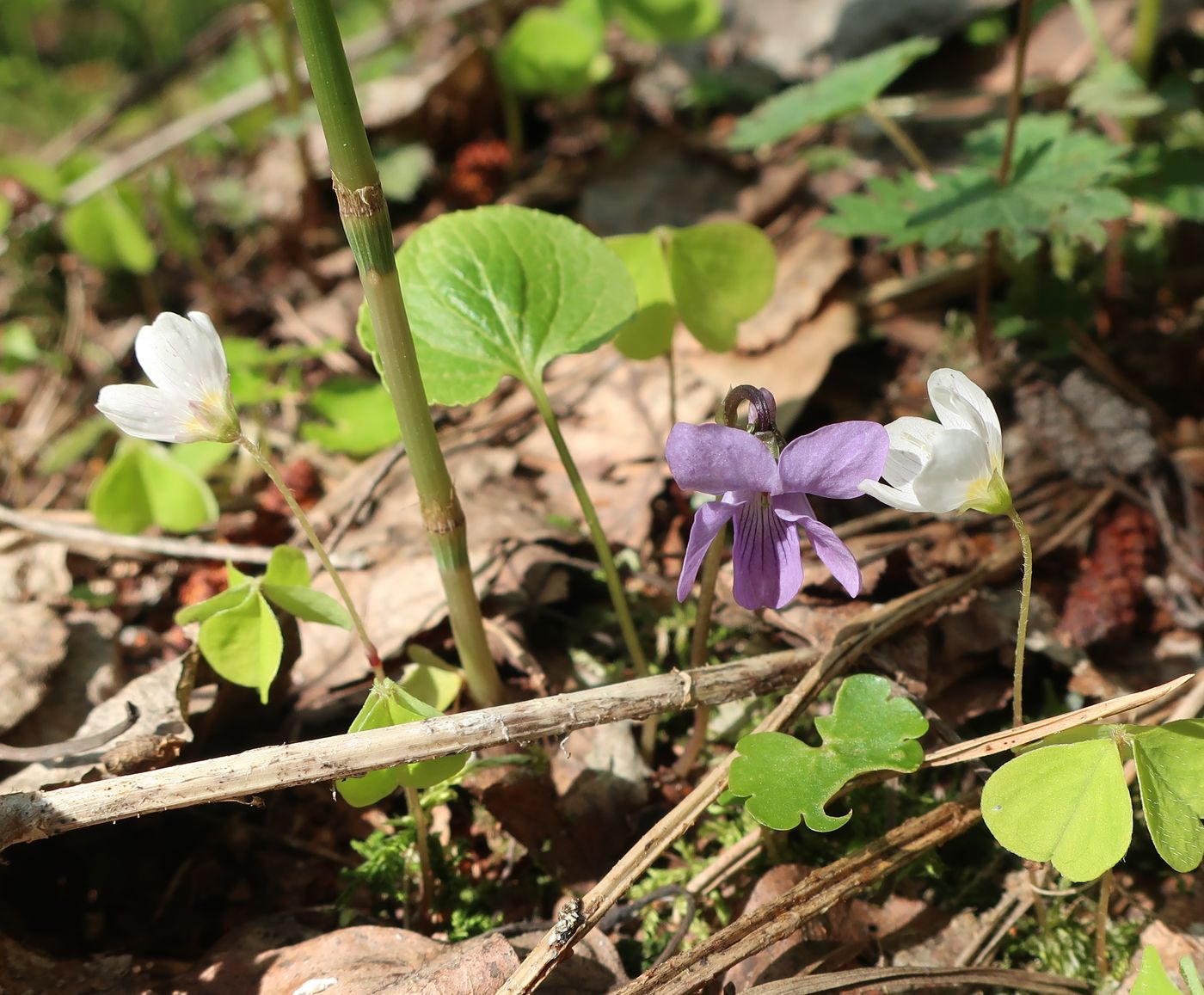 Изображение особи Viola epipsila.