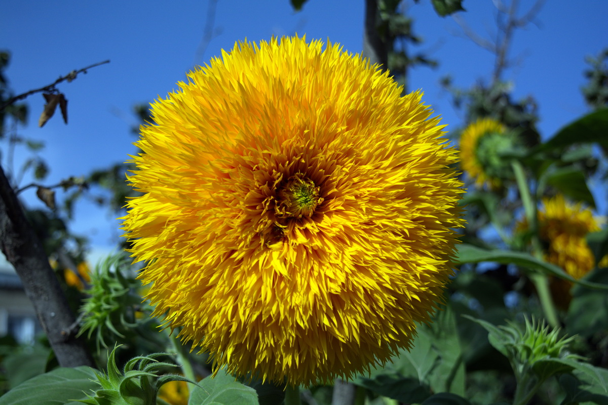 Image of Helianthus annuus specimen.