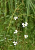 Alisma plantago-aquatica. Соцветие с цветками и плодами. Марий Эл, Звениговский р-н, Кокшайск, берег р. Волга, прибрежные заросли. 16.08.2022.