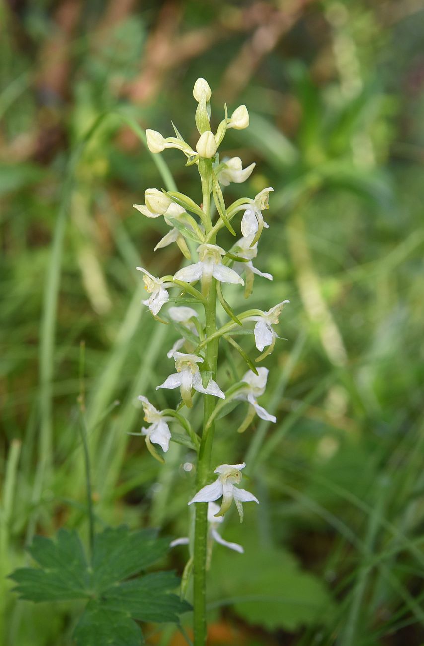 Изображение особи Platanthera chlorantha.