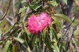 genus Rhododendron. Верхушка цветущей ветви. Бутан, дзонгхаг Монгар, национальный парк \"Phrumsengla\". 05.05.2019.