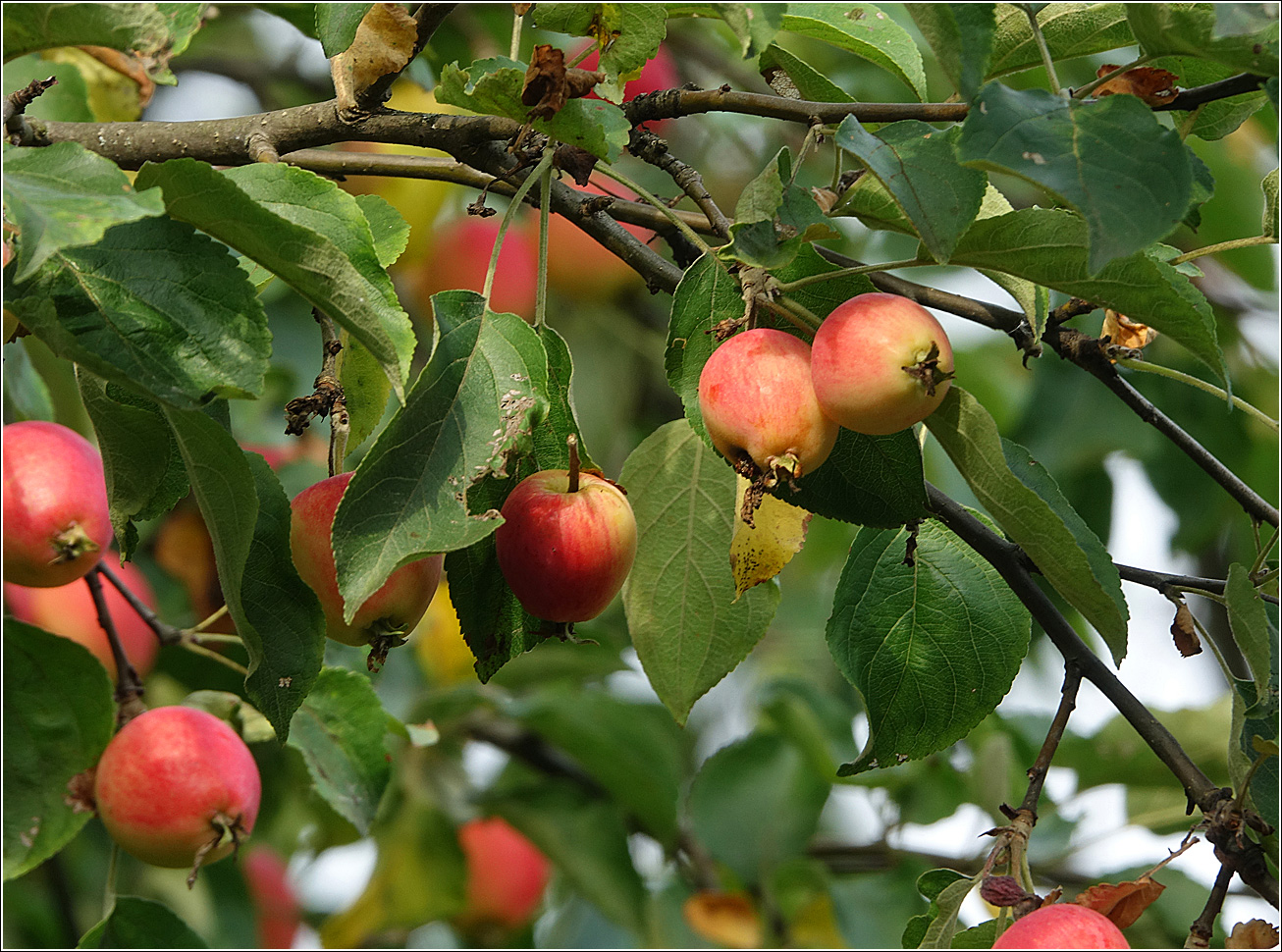 Изображение особи Malus prunifolia.