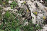 Anthyllis taurica. Цветущее растение (вид сверху). Крым, яйла Тырке. 9 июня 2010 г.