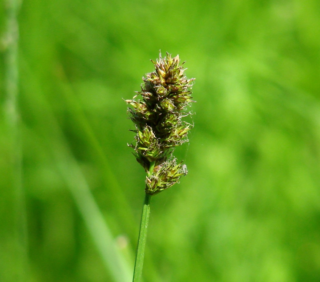 Image of genus Carex specimen.