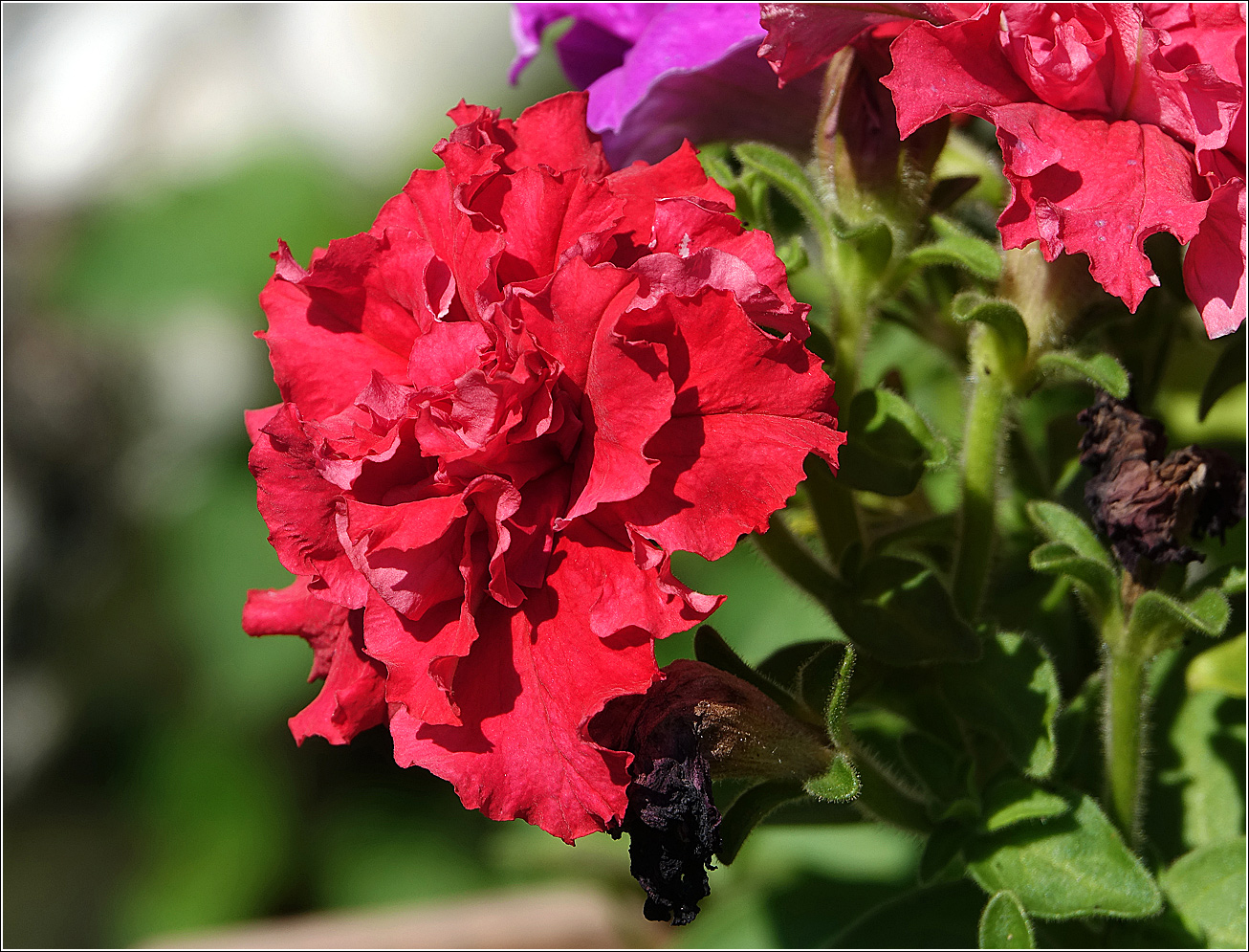 Image of Petunia × atkinsiana specimen.