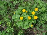 Trollius sibiricus. Цветущее растение. Иркутская обл., Слюдянский р-н, окр. пос. Култук, пологий склон, среди кустарников. 24.05.2022.