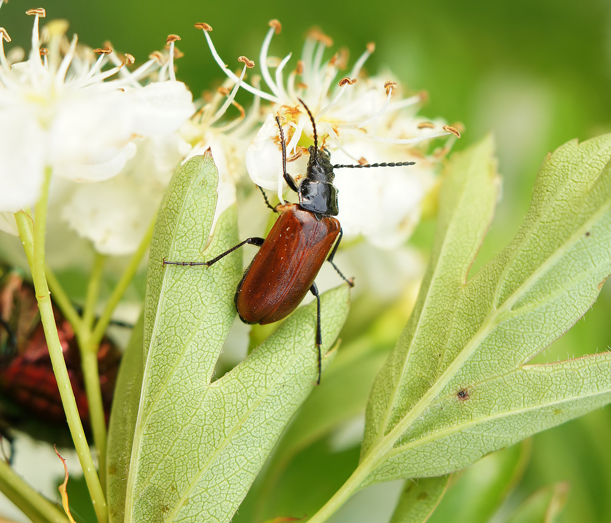 Image of genus Crataegus specimen.