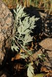 Artemisia vulgaris