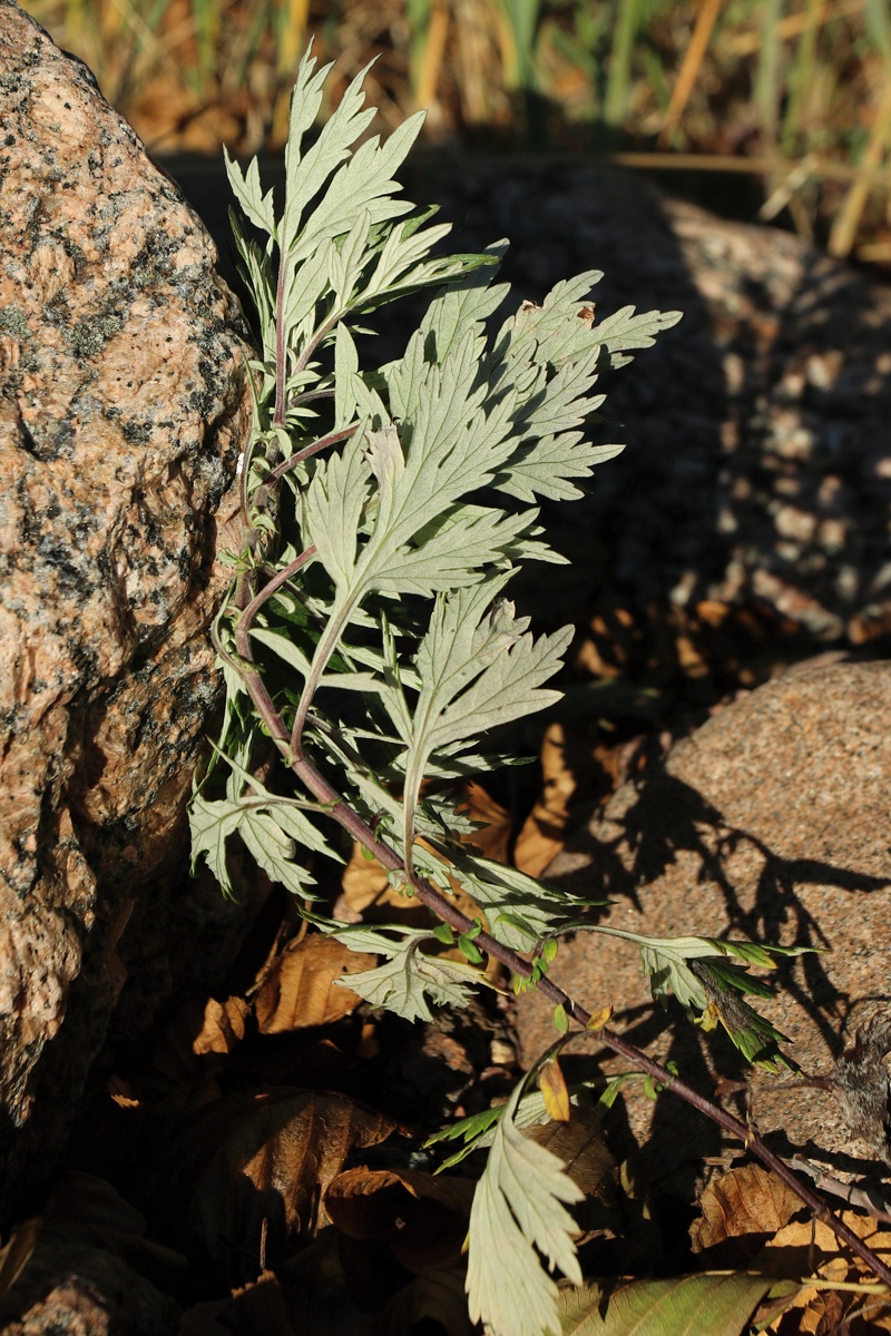 Изображение особи Artemisia vulgaris.