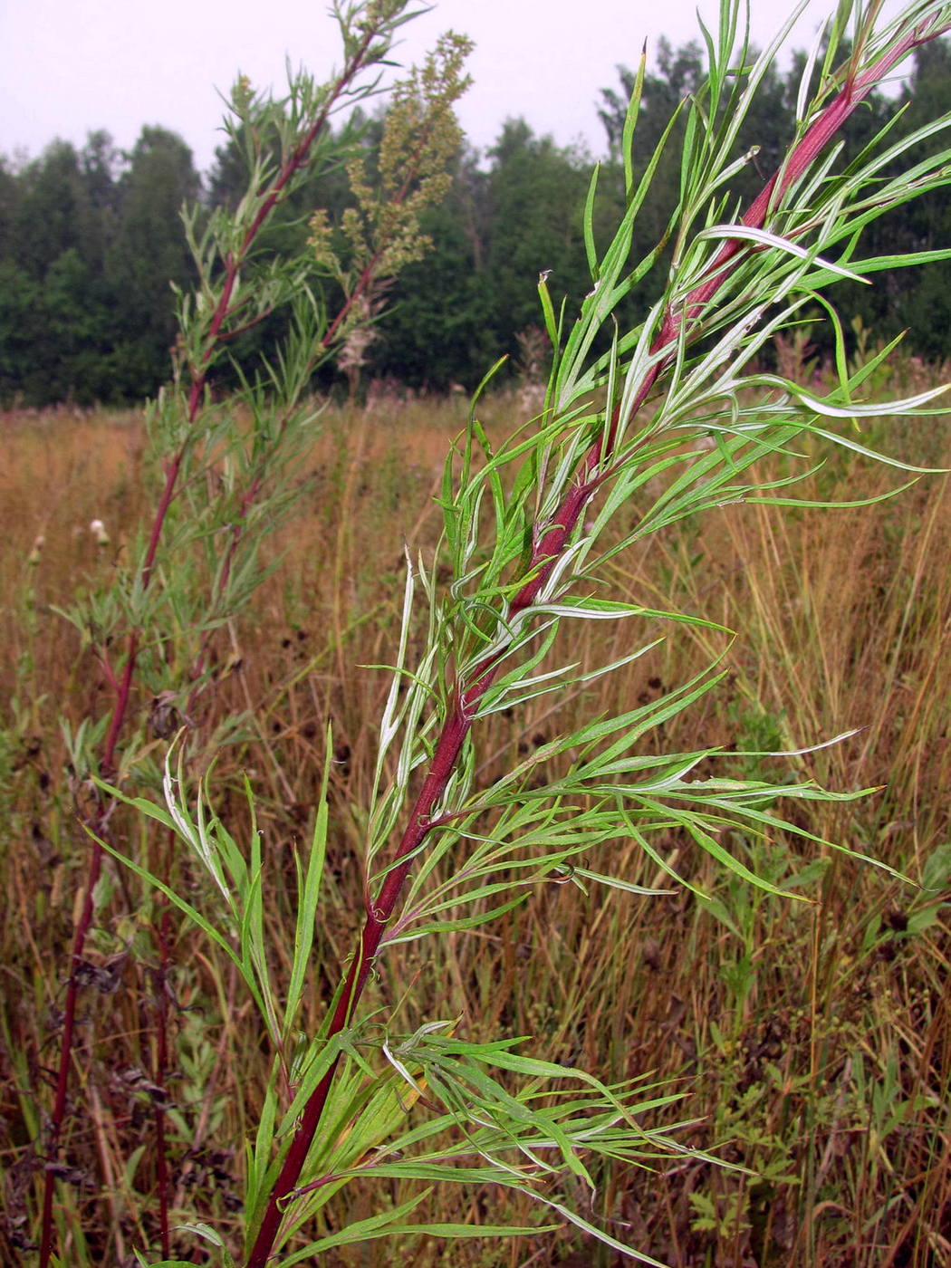 Image of Artemisia vulgaris specimen.